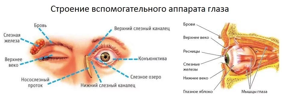 Слезная железа нерв. Вспомогательные структуры глаза. Орган зрения глазное яблоко и вспомогательный аппарат. Вспомогательный аппарат глазного яблока мышцы веки слезный аппарат. Строение органа зрения вспомогательный аппарат глаз.