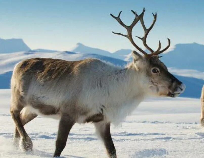 Называться по другому. Северное сияние northern lights. Северный олень плейстоценовый. Как по другому называется северный. Существует ли северный полюс.