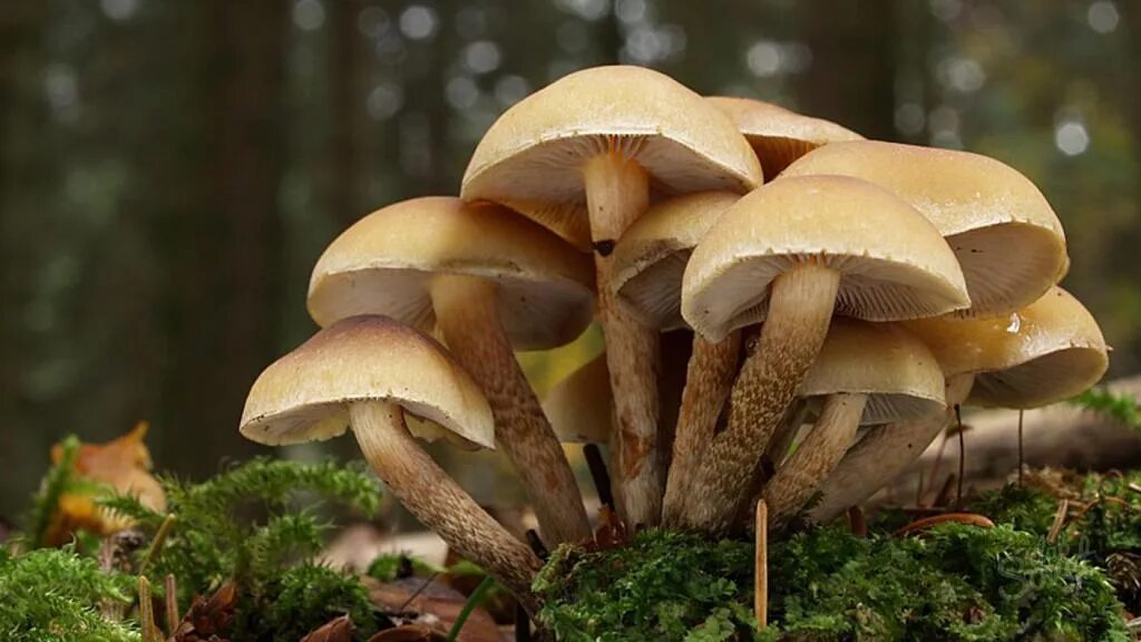 К чему снится сон собирать грибы много. Грибы много. Много грибов. Приснились грибы. Грибные сны.