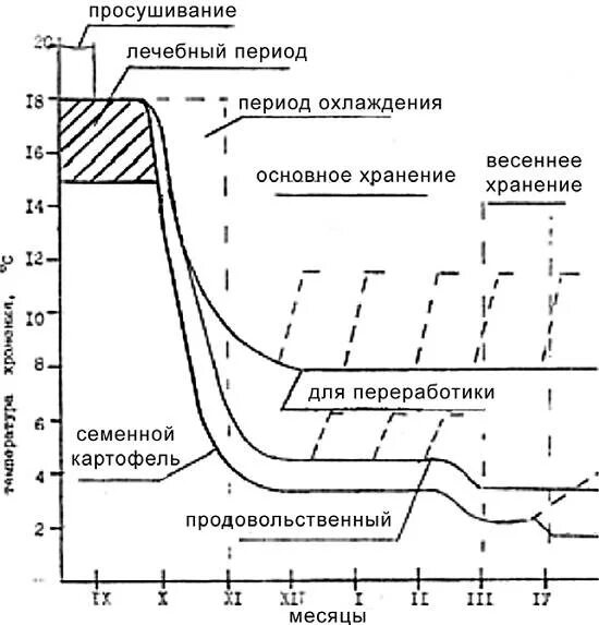 До скольки градусов можно хранить картошку