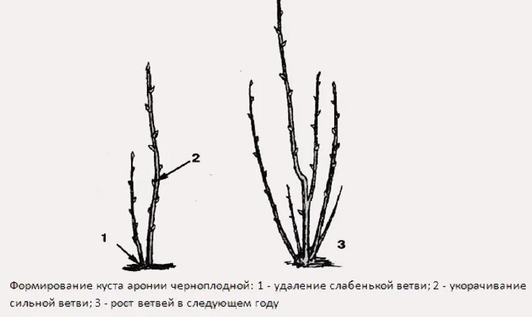 Обрезка черноплодной рябины весной. Арония черноплодная куст осенью. Обрезка черноплодной рябины схема. Черноплодная рябина формирование куста. Обрезка черноплодной рябины