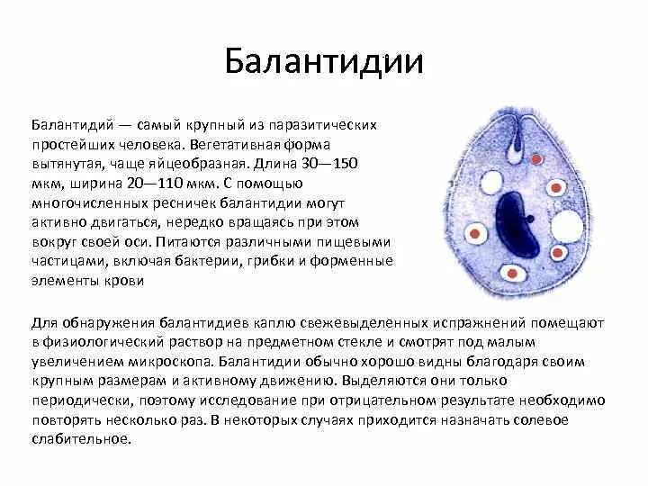 Вегетативная форма балантидия. Балантидий коли. Циста балантидия. Балантидиаз строение. Самое крупное простейшее