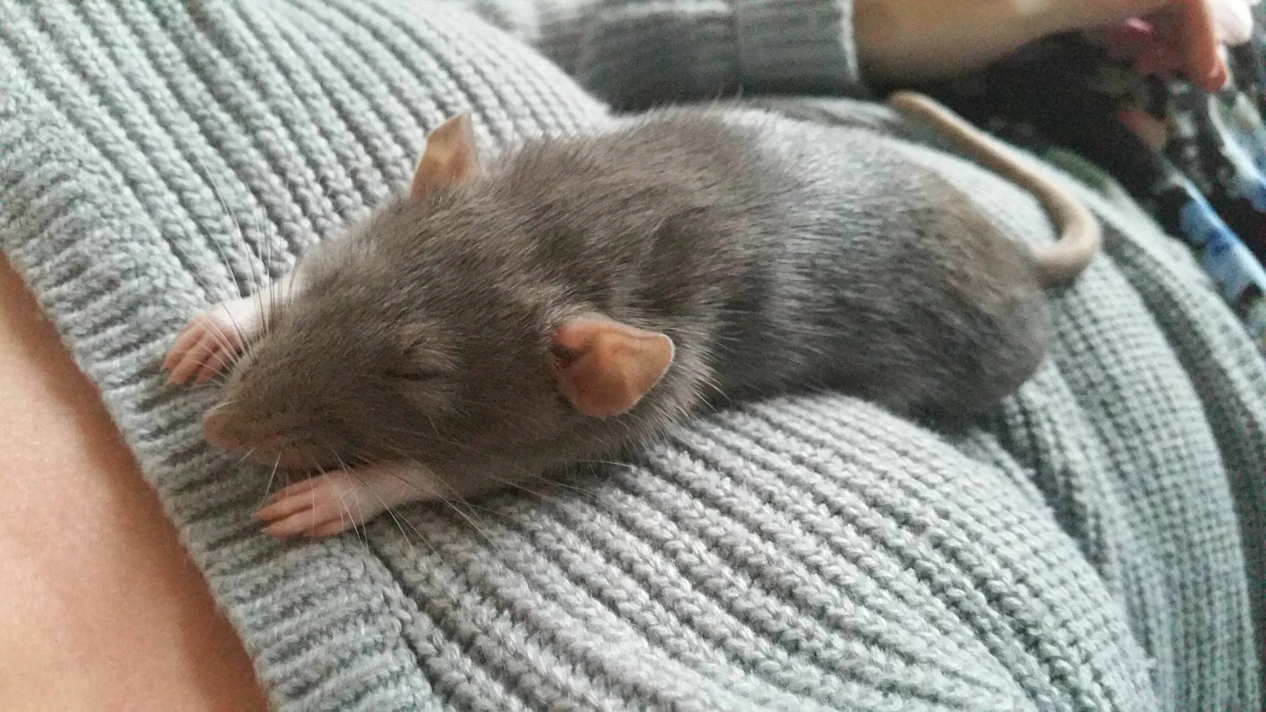 Почему крысы спят. Крыса Дамбо.