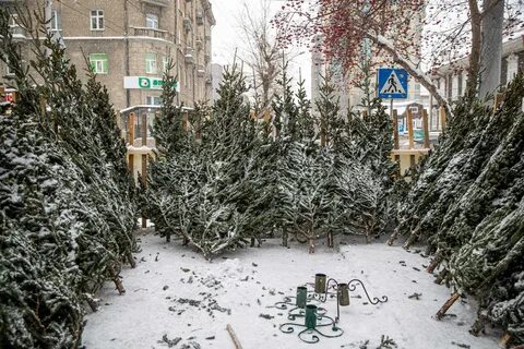 Елочный базар новосибирск
