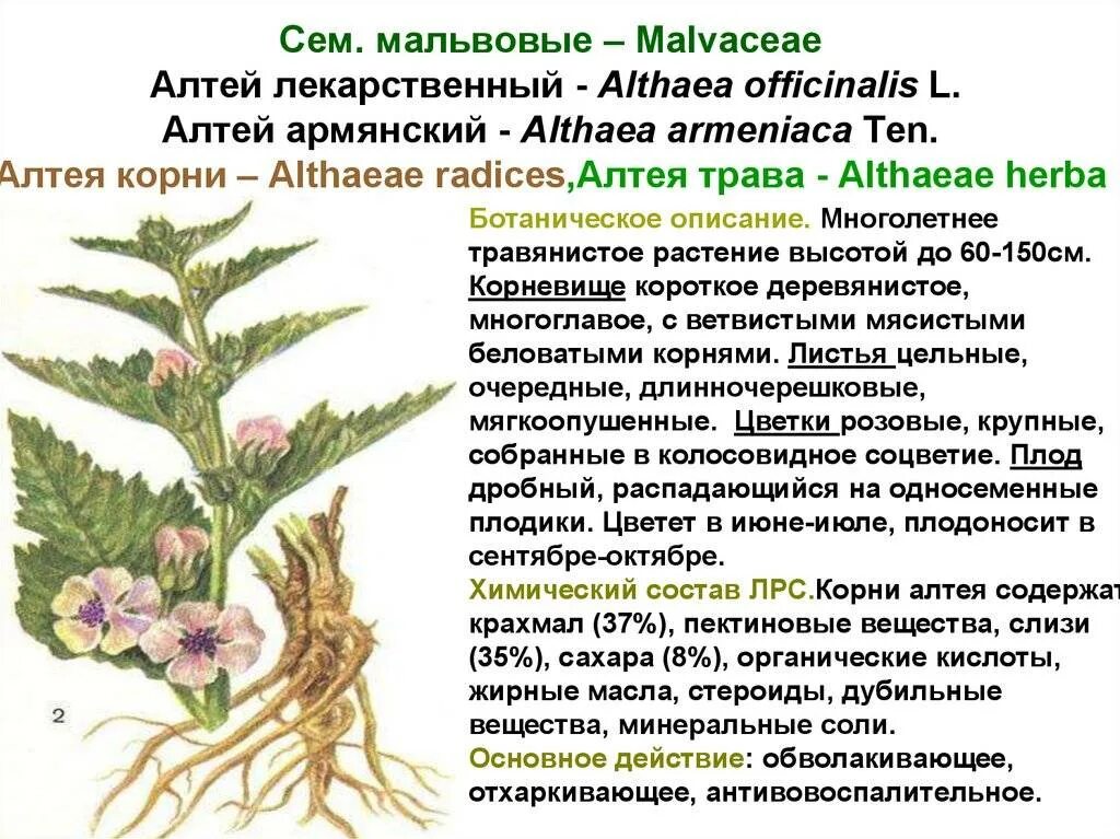 Описать лекарственную форму. Althaeae Radices – Алтея корни. Лекарственное растение Алтей лекарственный. Алтей лекарственный корневище. Корни Алтея производящее растение.