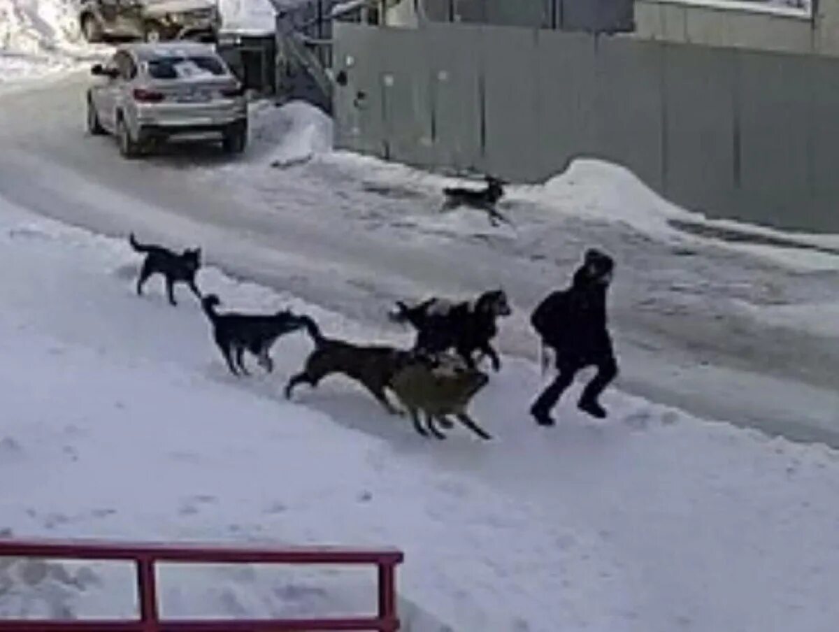 Нападение собак видео. Стая собак. В Астрахани стаи собак атакуют.