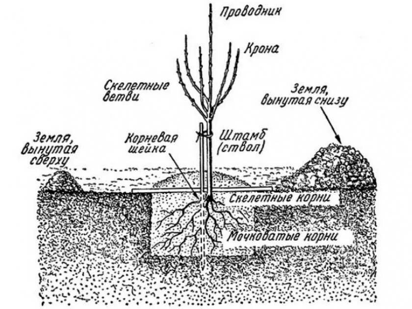 Какой должна быть почва для посадки. Схема посадки саженцев яблони. Схема посадки саженцев плодовых деревьев. Схема посадки саженца яблони. Схема посадки яблони весной.