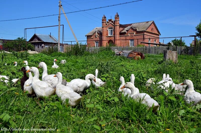 Новодевичье самарская область. Село Новодевичье Шигонского района. Село Усолье Шигонский район. Новодевичье Самарская область Шигонский район. Новодевичье Шигоны.