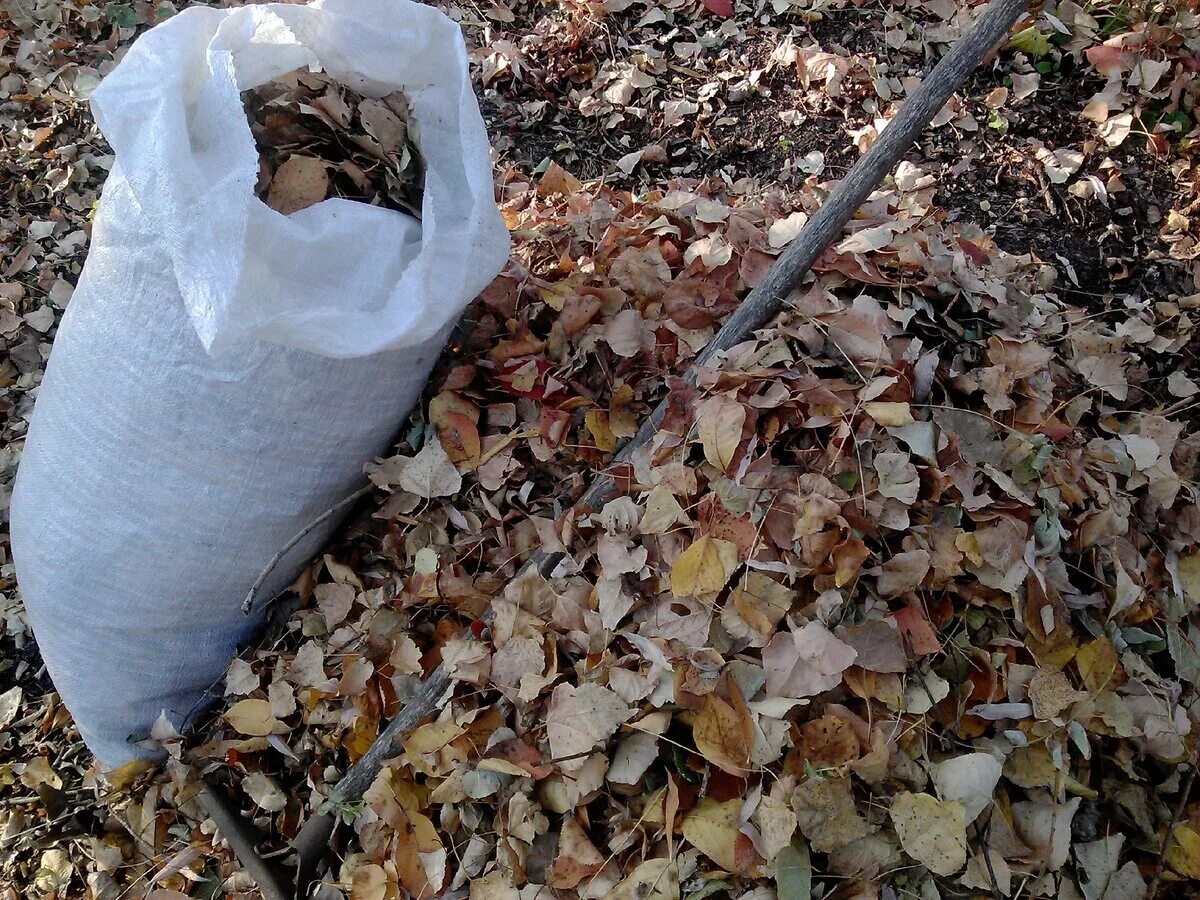Куда девать опавшую листву