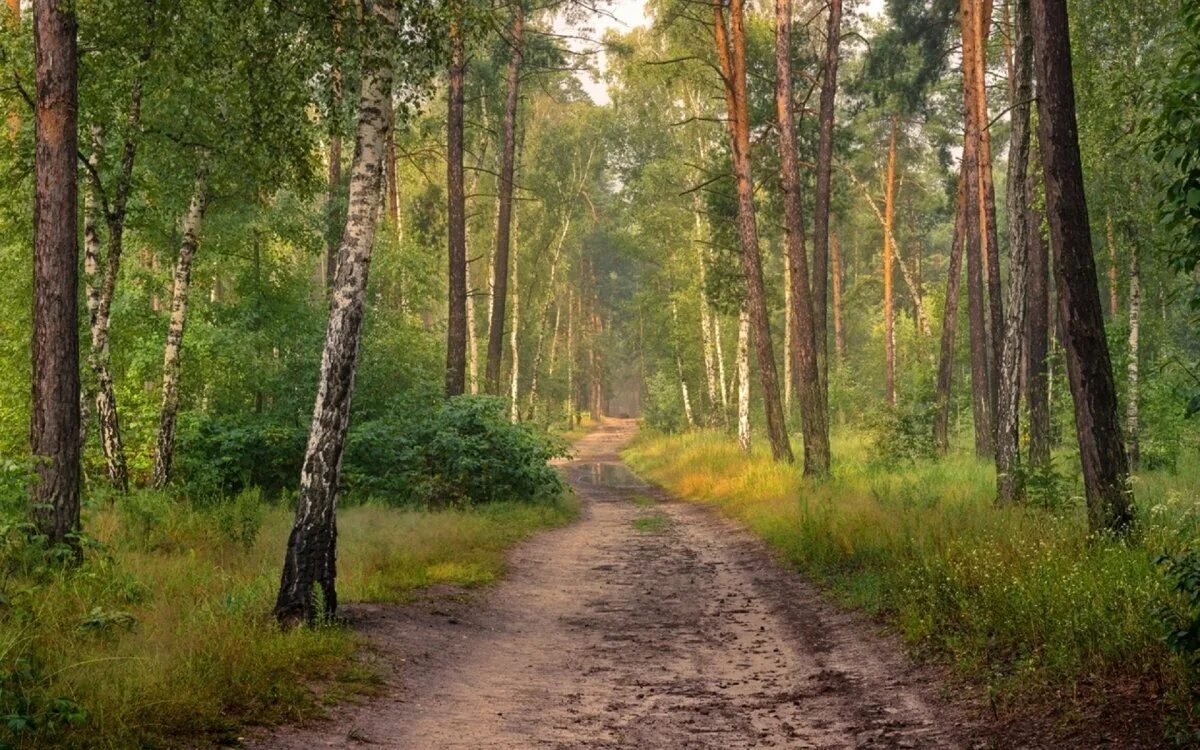 Хорошо и привольно летом в лесу. Природа лес Лесная тропинка Россия. Лесная тропинка в Сосновом Бору. Лесная дорожка сбоку. Лесная опушка тропинка.