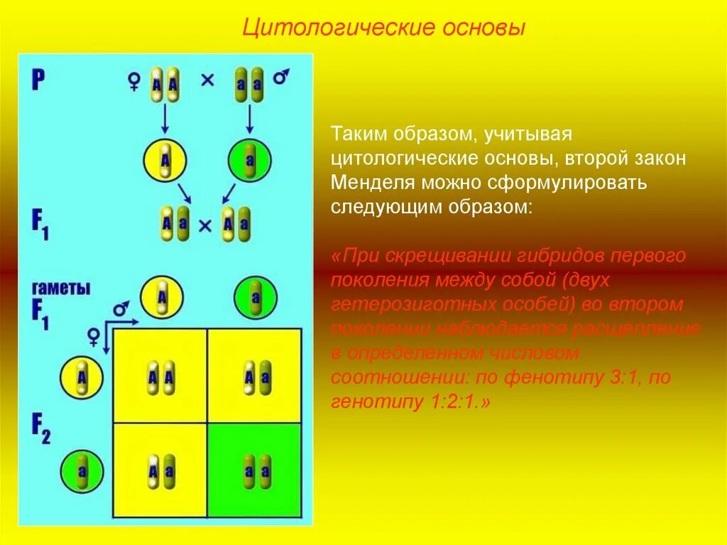 При скрещивании гибридов первого поколения между собой. Цитологические основы законов Менделя. Цитологические основы первого и второго законов Менделя. Цитологические основы первого закона Менделя. Цитологические основы Менделя.