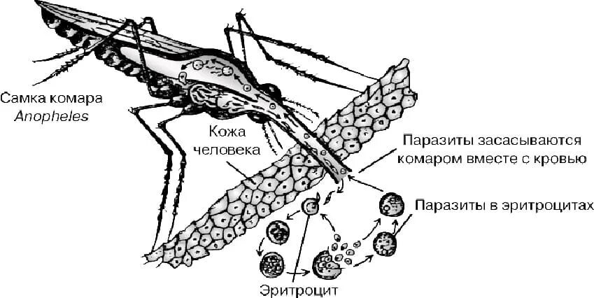 Какое развитие у малярийного комара. Схема развития малярийного комара. Малярийный плазмодий строение. Малярийный комар морфология. Малярийный плазмодий морфология.