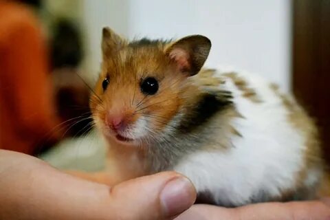 Самые популярные хомяки