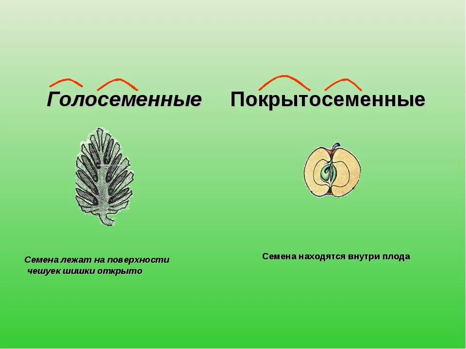 Отличия семени и споры у растений