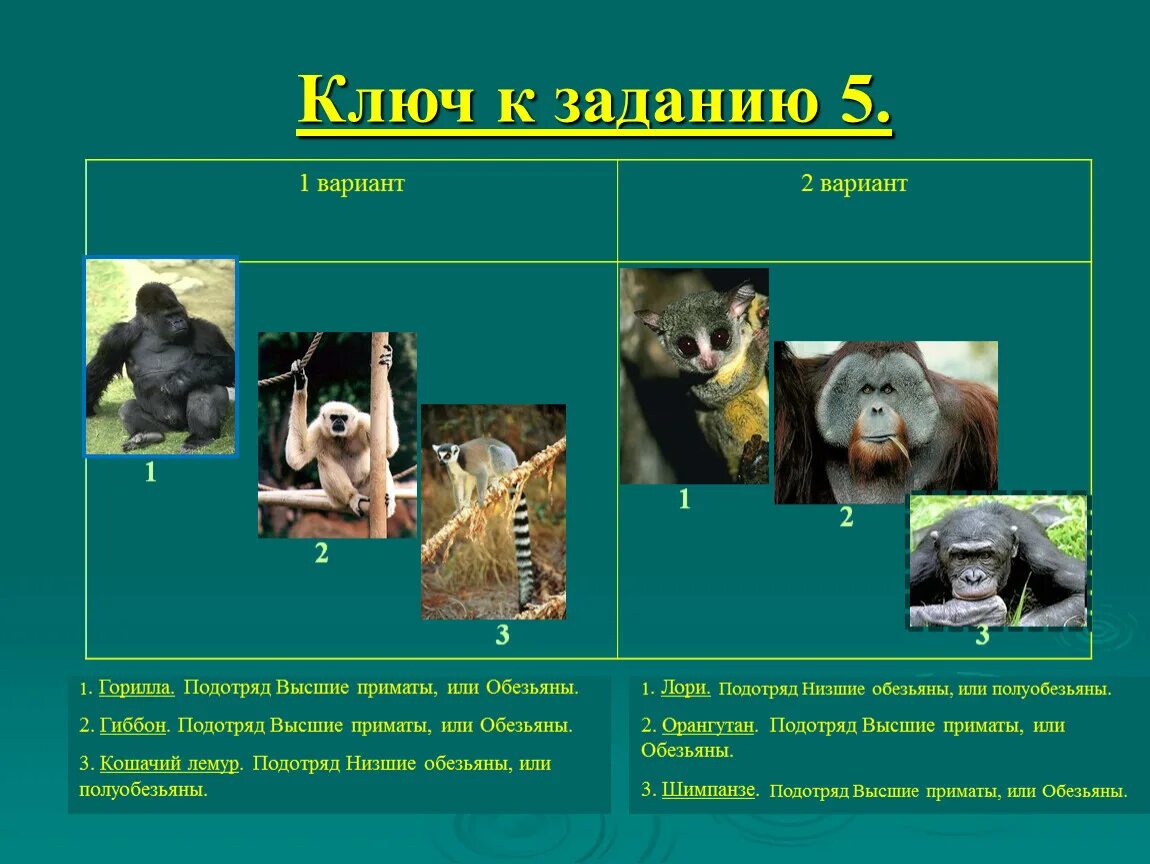 Общие черты приматов. Подотряд высшие приматы представители. Подотряд высшие приматы (обезьяны). Отряд низшие приматы или полуобезьяны общая характеристика. Низшие приматы представители.