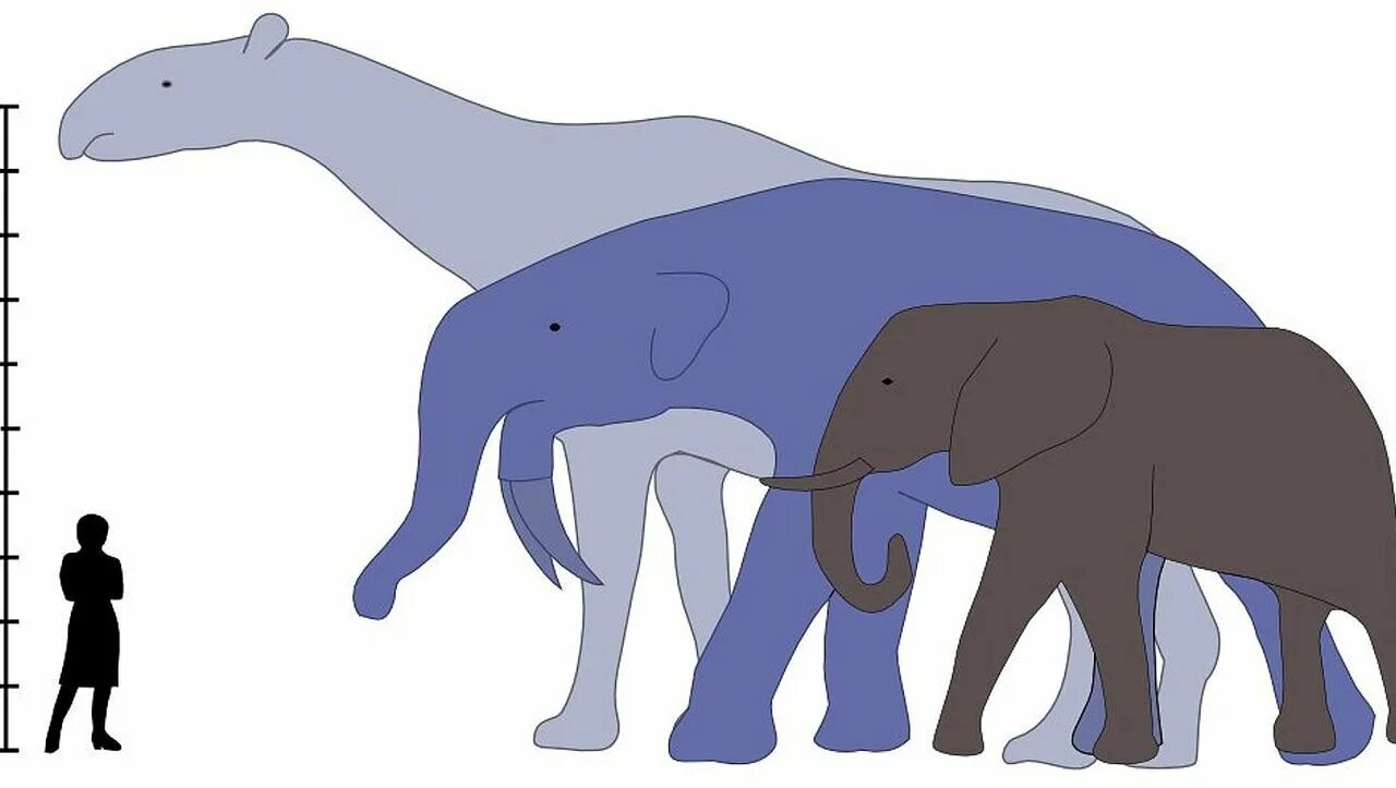 Рост африканского слона. Индрикотерий динозавр. Deinotherium thraceiensis. Индрикотерий и Дейнотерий. Парацератерий и Индрикотерий.