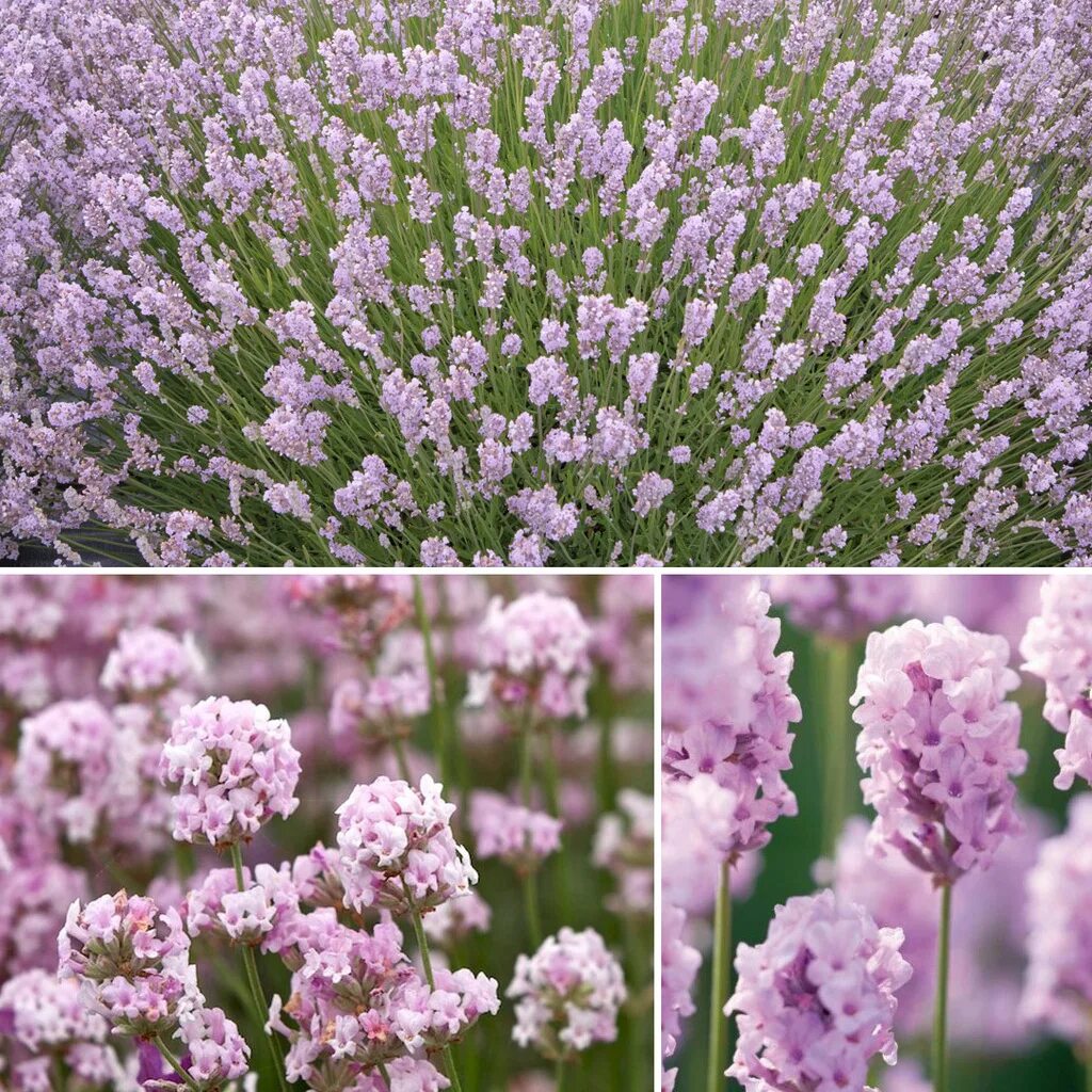 Épinglé par Mari Ann sur ✧ Lavender garden ✧ Lavande angustifolia, Lavande jardi