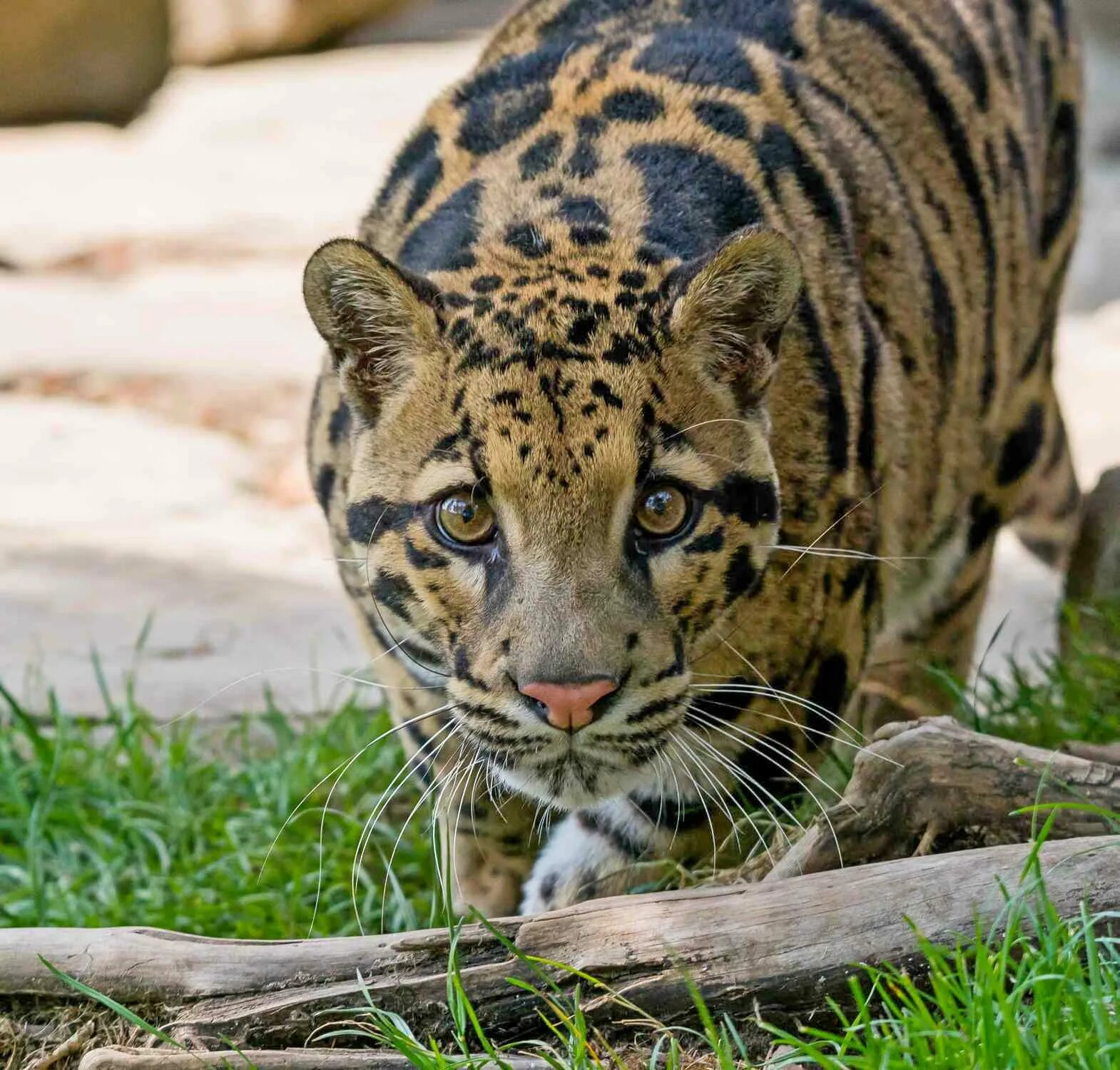 хищное млекопитающее семейства кошачьих 5. тасманский дымчатый леопард. ягуарунди кошка. хищное млекопитающее семейства кошачьих 5. курильская рысь.