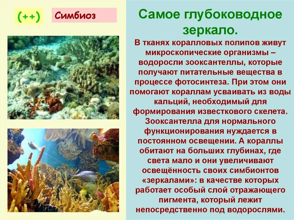 Водоросль и гриб отношения