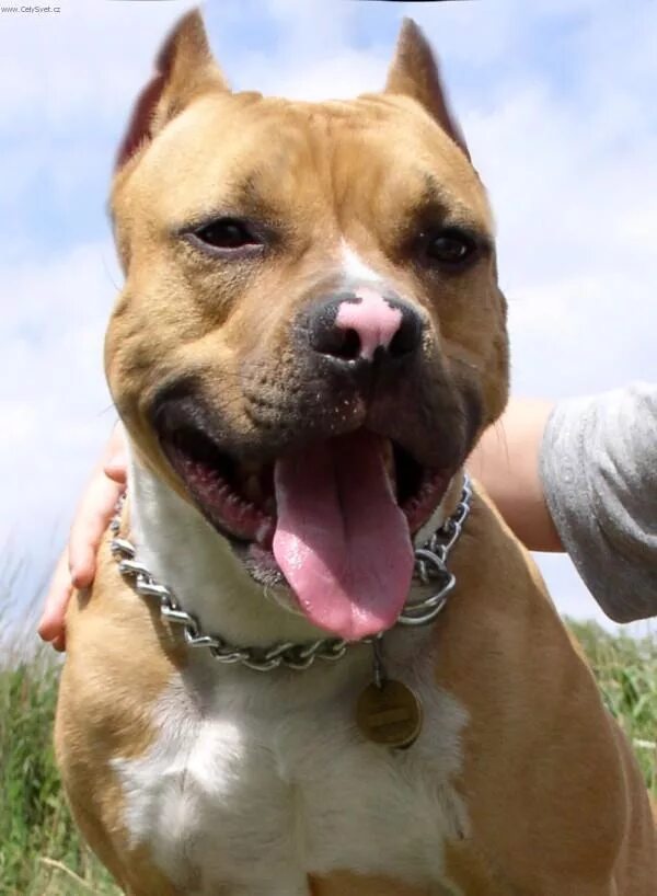 американский питбуль зубы. стаффордширский терьер челюсть. гаппай намордник стафф. порода стаффордширский бультерьер. стаффордширский терьер челюсть.