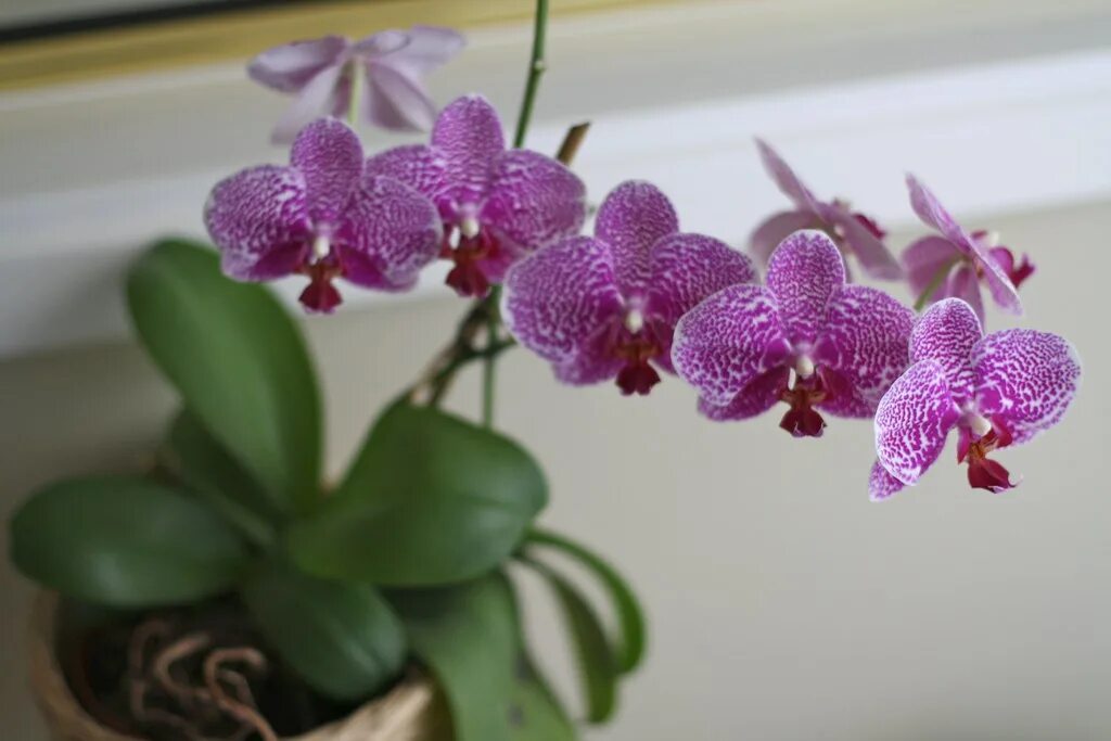 Bohemian orchids. Фаленопсис bohemian. фаленопсис вондерфул. фаленопсис богемиан. орхидея bohemian orchids.