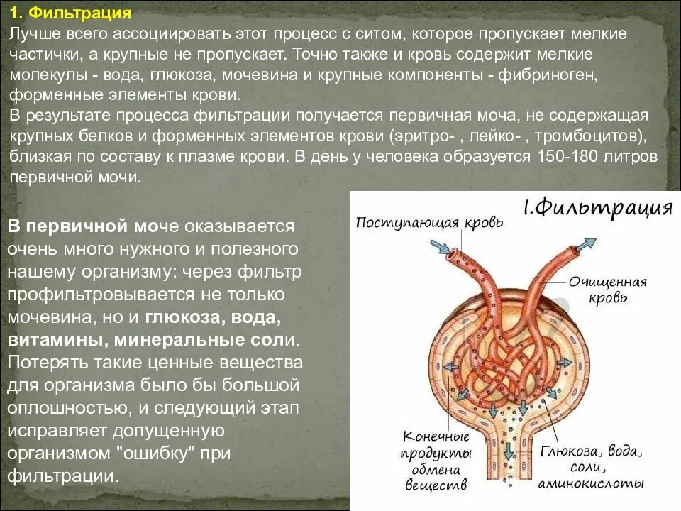 Выделение из организма человека стадия совершающая миграцию