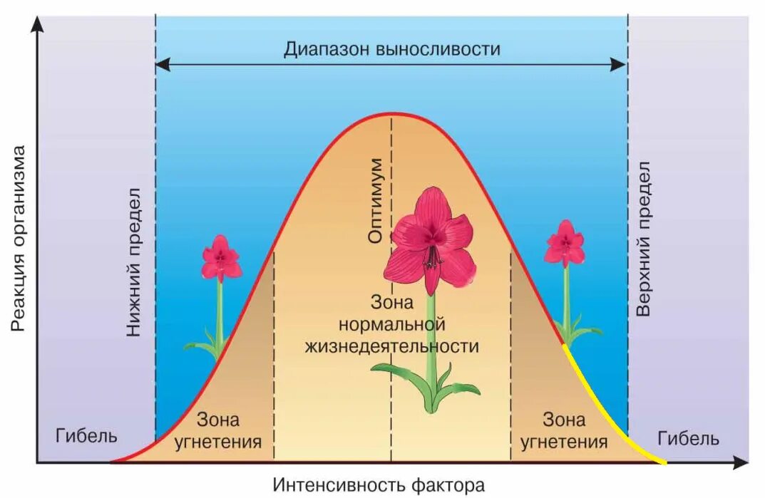 Диапазон выносливости это. Действие экологического фактора на живой организм схема. Схема действия факторов среды на живые организмы. Действие экологического фактора на живой организм график. Схема действия фактора среды на организмы.