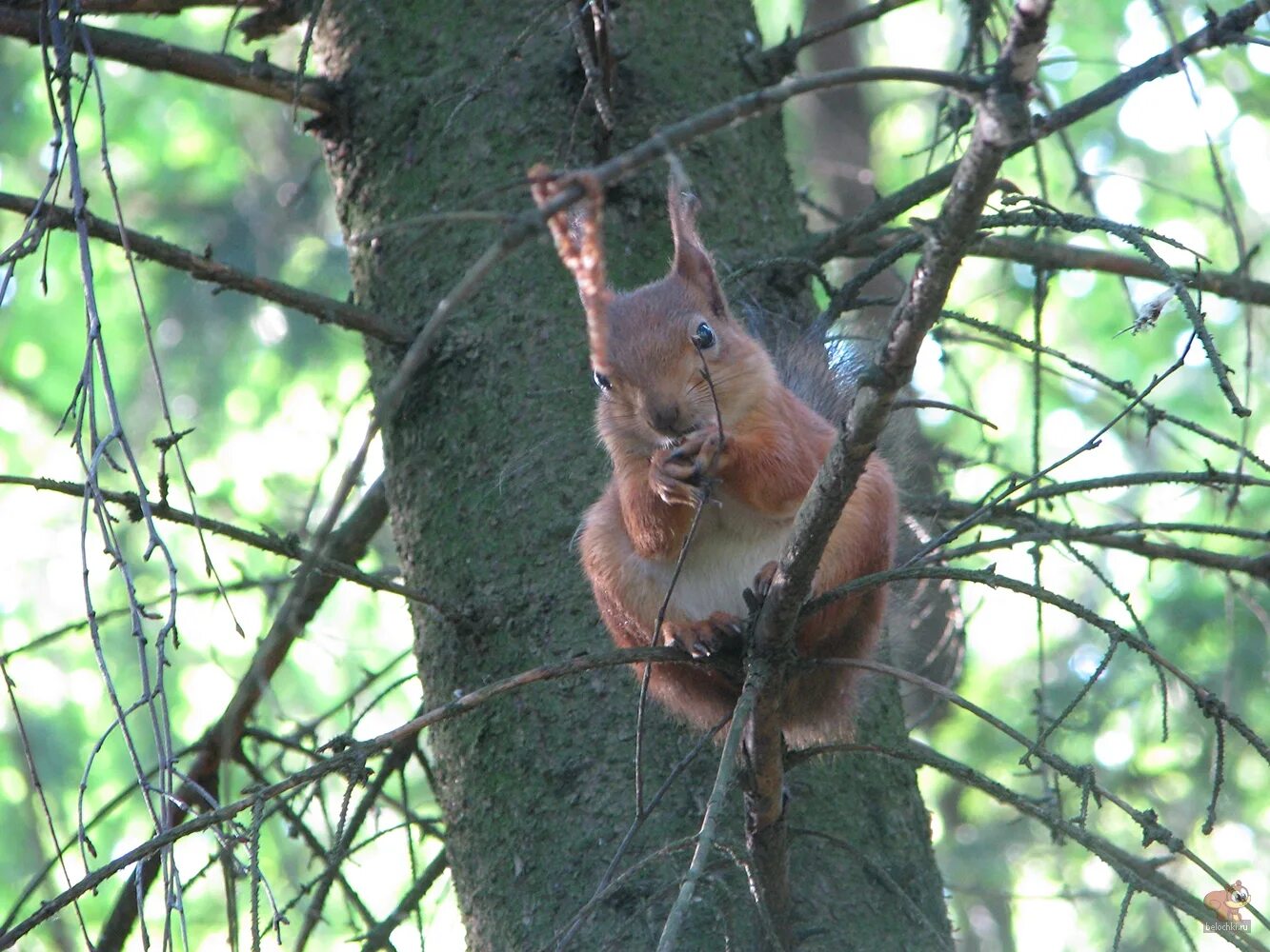 маньчжурская белка бельчата. белочка зовет. досуг благовещенск белочки. белка по кругу. животное вильнюс.