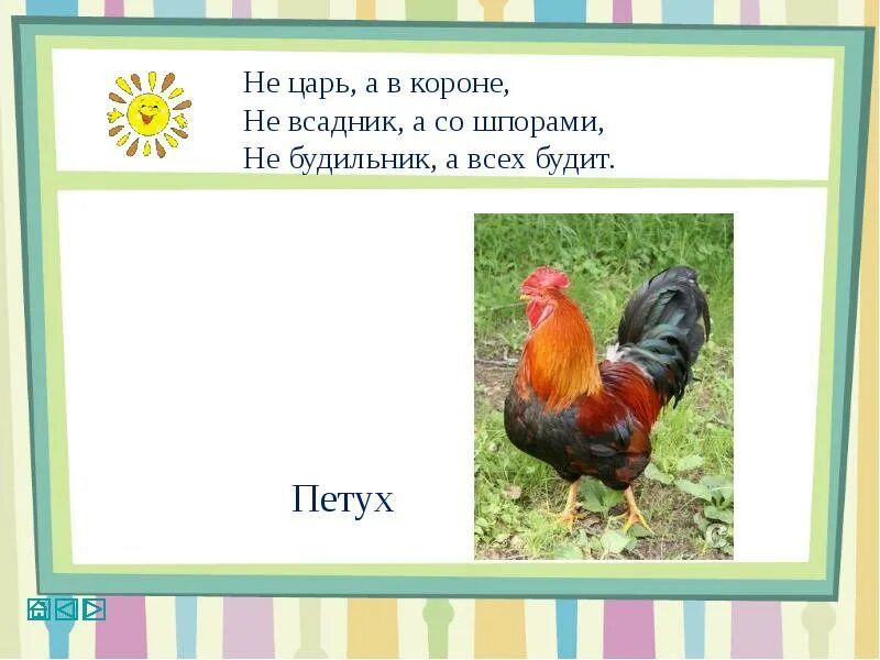 Не ездок а со шпорами не отгадка