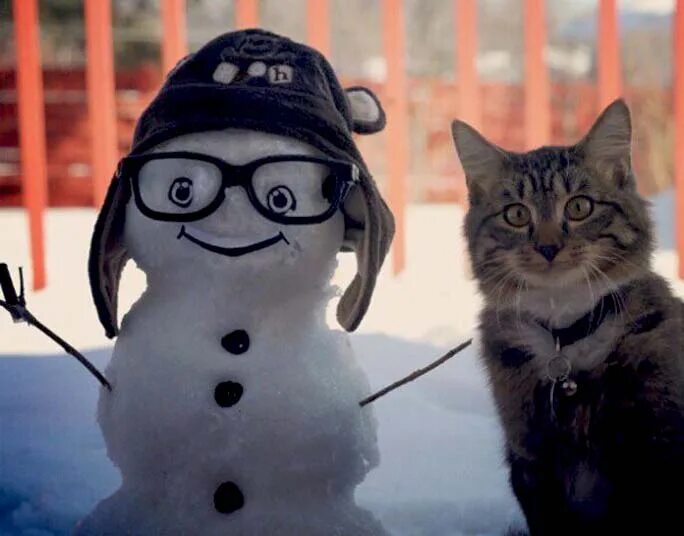 С добрым хая. Зимние котики. Кот Снеговик. Весёлый кот зимой. Смешной кот зима.