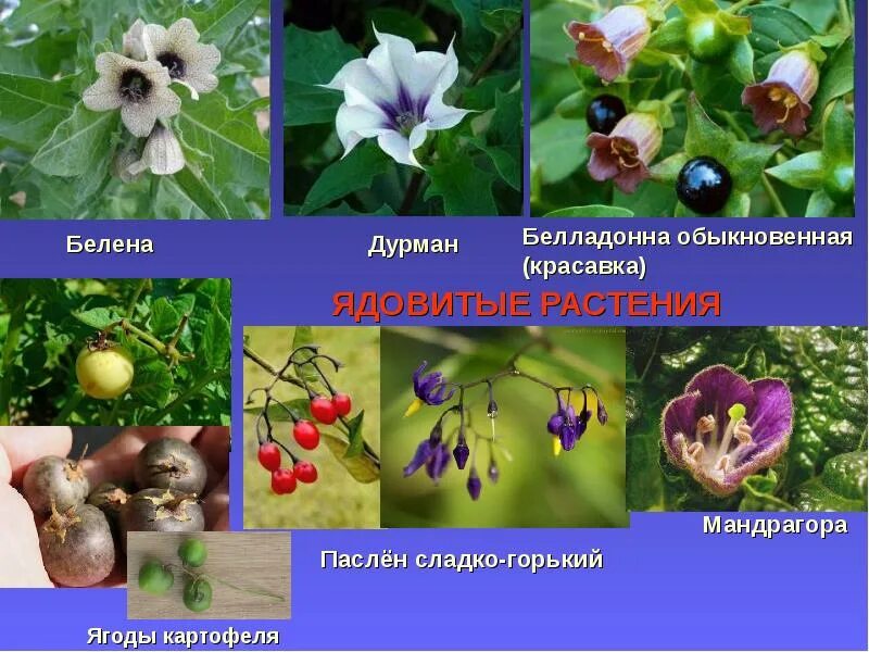 Систематика розоцветных. Систематика розоцветных