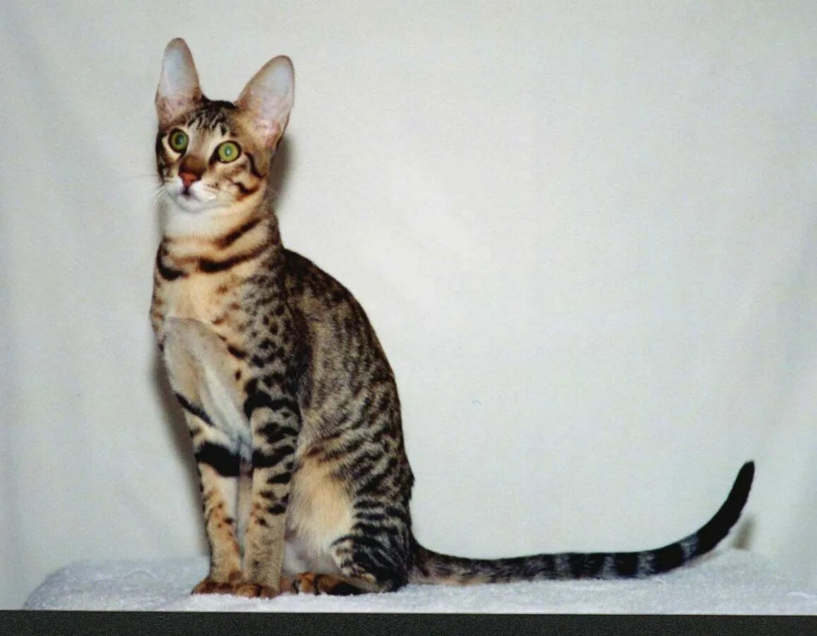Длинная кошка порода. Серенгети (порода кошек). Табби Серенгети. Сококе бенгал. Ориентальная Серенгети.