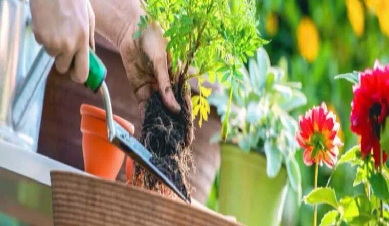 фермеры и садоводы кыштыма. агроном садовод. фермер садовод. садовник. фермер томск инстаграм.