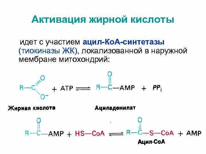 Активация жирных кислот. Реакция активации жирной кислоты. Реакция активирования жирной кислоты. Активация высшей жирной кислоты. Источник 3 жирных кислот ответ на тест