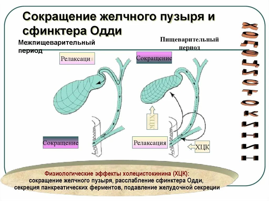 Определение сократимости желчного пузыря