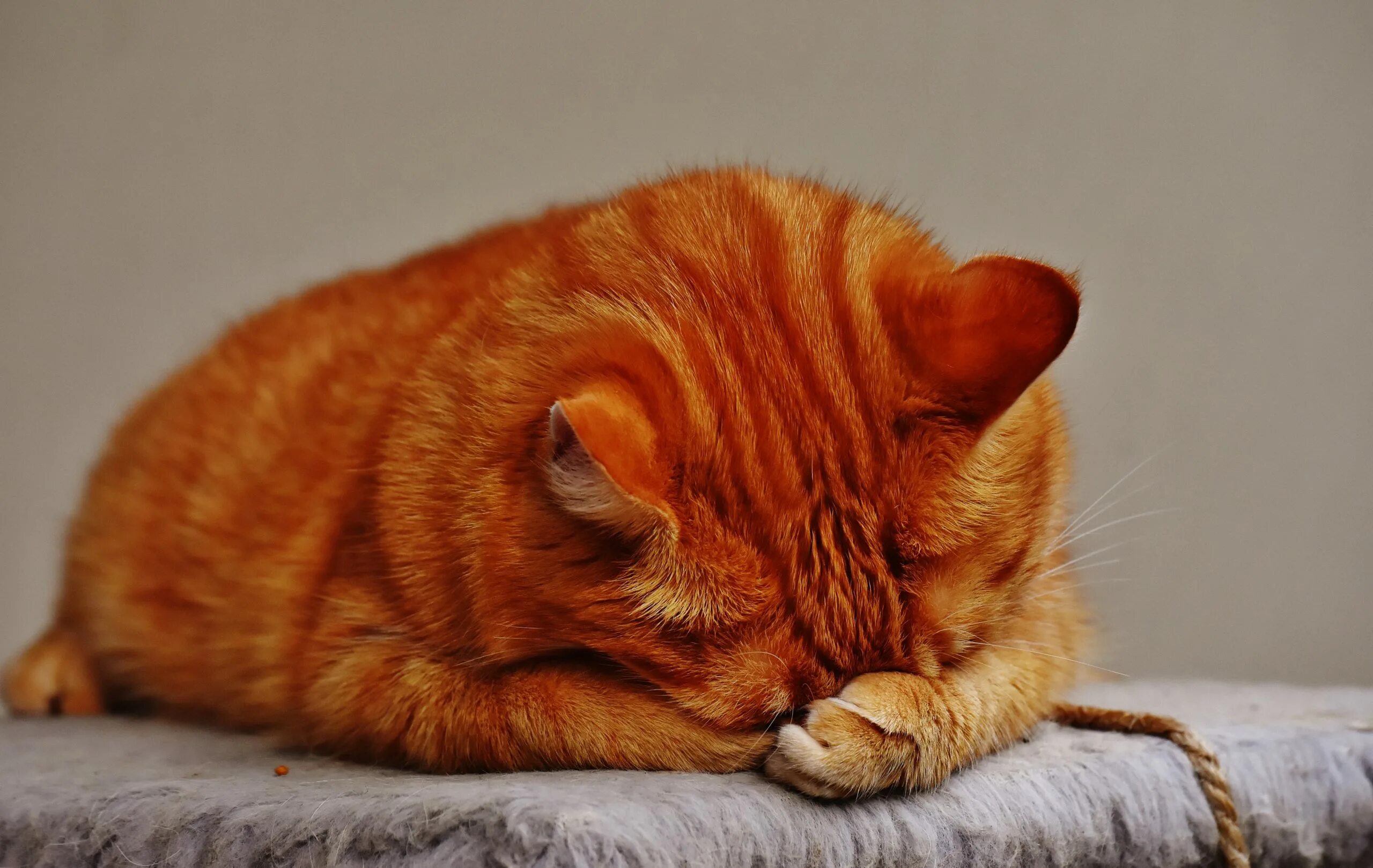 Кот рыжий ночь. Рыжий кот. рыжий котик. рыжая кошка. грустный рыжий кот.