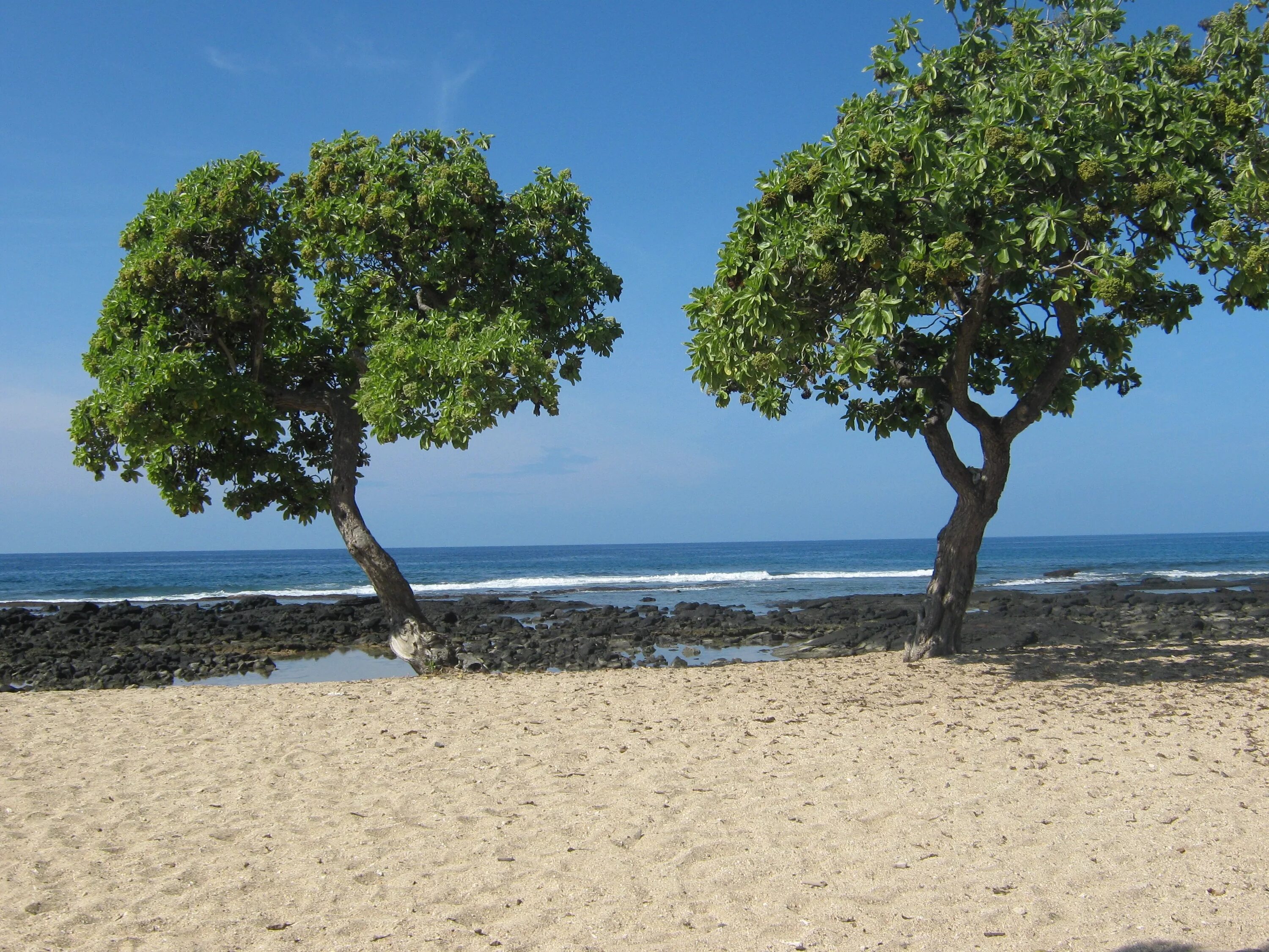 Деревья на побережье. Дерево на берегу моря. Море деревьев. Деревья на пляже.