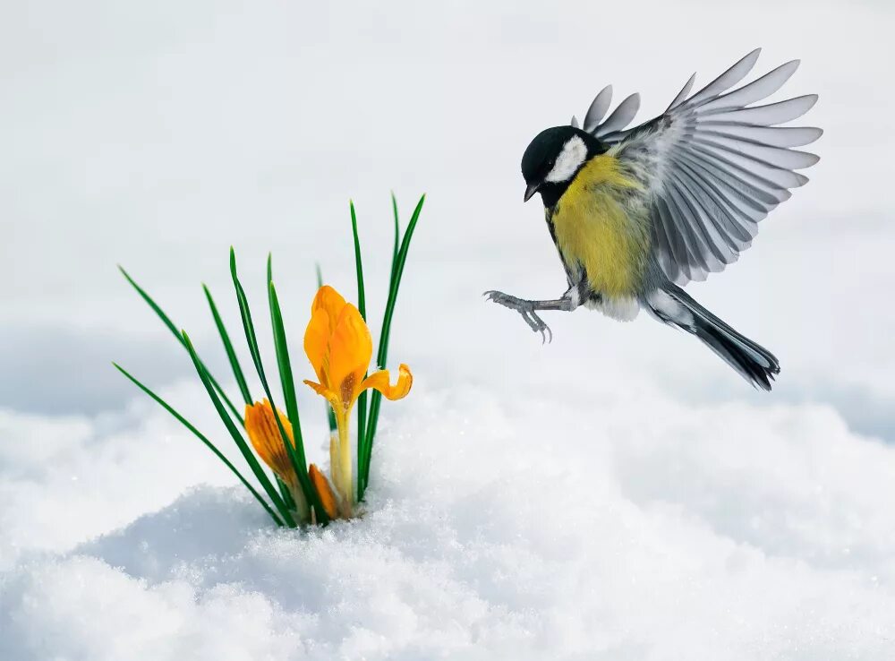 Птицы радуются весне. Пробуждение весны. Пробуждение природы птицы. Март птицы.