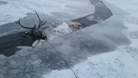 Якутия 80 замерзли животные