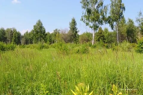 Коломна сосновый