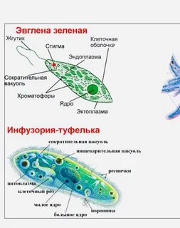 Есть ли у амебы хлоропласты