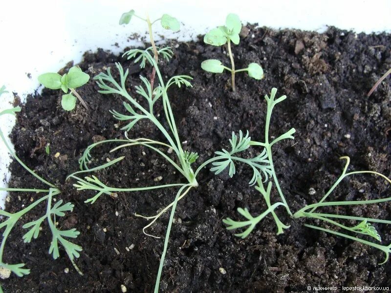 Цветы эшшольция зорька. Эшшольция посев семян. Эшшольция зорька. Эшшольция калифорнийская буржуа. Рассада эшшольции всходы.