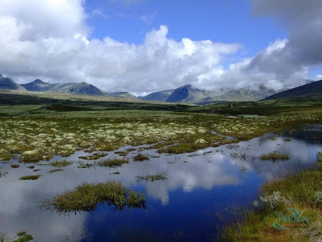 кустарниковая тундра россии. тундра евразии. тундра лесотундра степь. арктическая тундра. северные безлесные природные зоны.