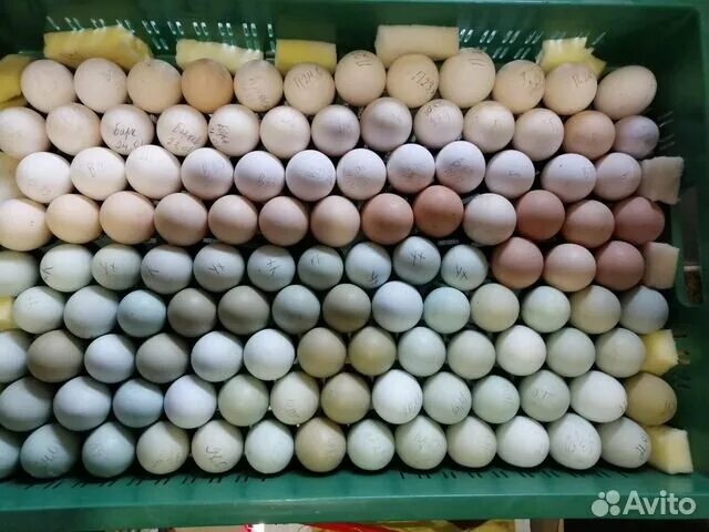 Купить инкубационное яйцо леггорн. Питерские яйца. Почем яйцо продают инкубаторский. Инкубационное яйцо Леггорн купить. Генофонд купить инкубационное яйцо.