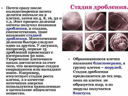 Образовавшиеся в результате оплодотворения зигота содержит