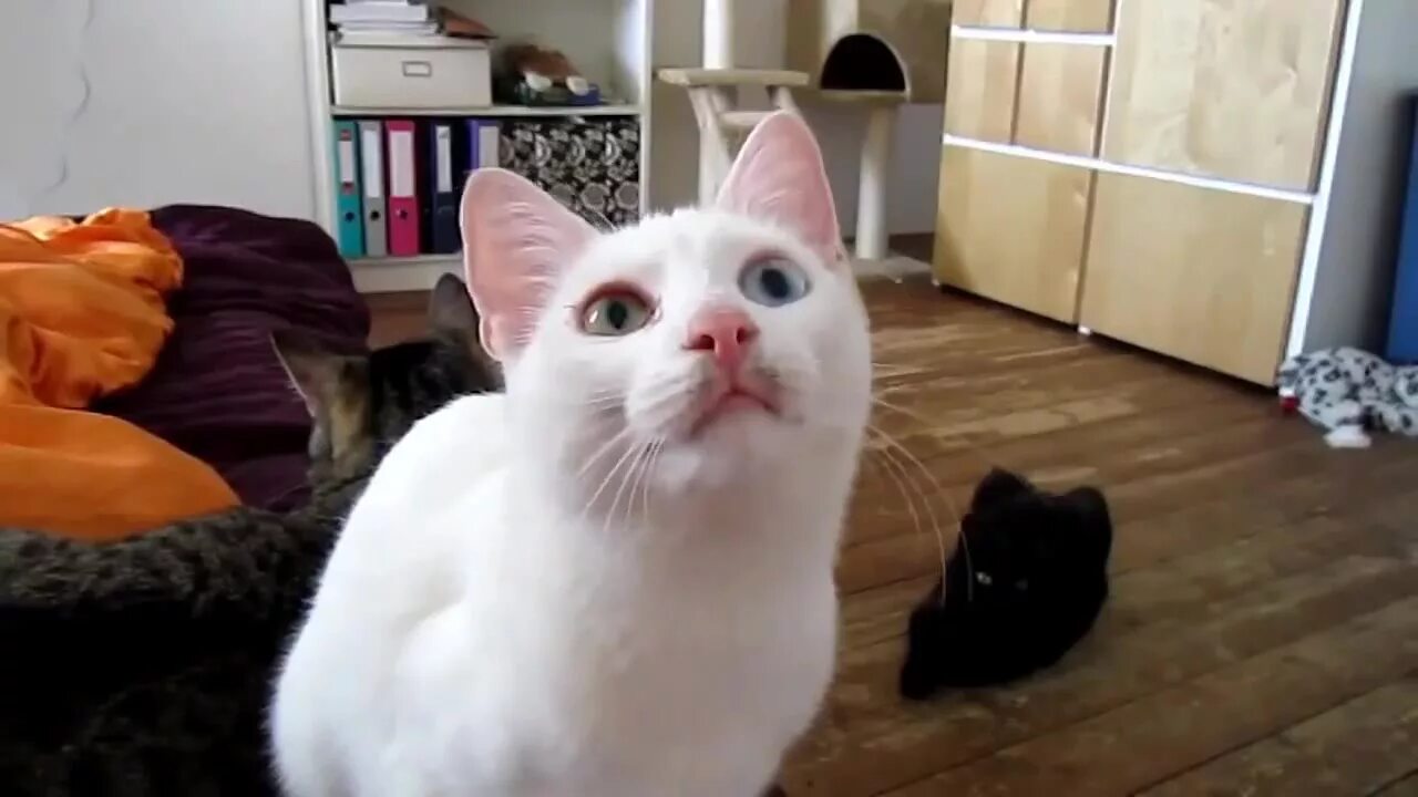 Покажи видео комментарий. Кот с большим ртом. Говорящие коты. Смешной кот с открытым ртом. Смешные коты с человеческим ртом.