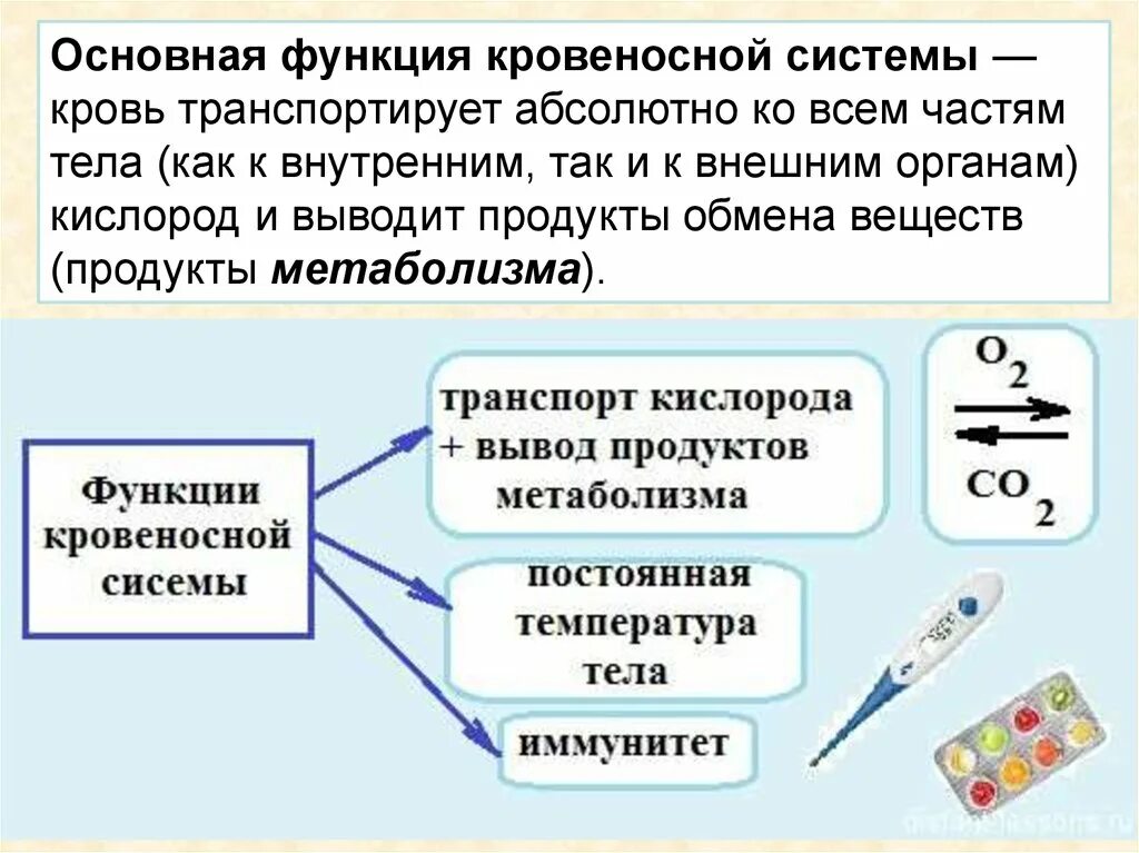 Основные функции кровеносной системы человека. Функции кровеносной системы 4 класс. Функции кровеносной системы человека 5 класс. Кровеносная система функции кратко.