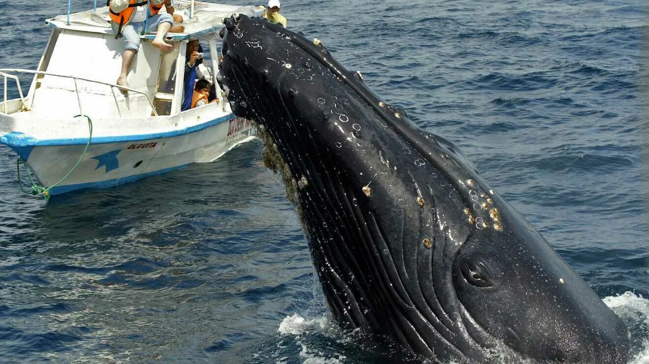 Сколько длиной самый большой кит. Гигантский кит. Самый большой кит. Горбатый кит. Самые большие киты в мире.