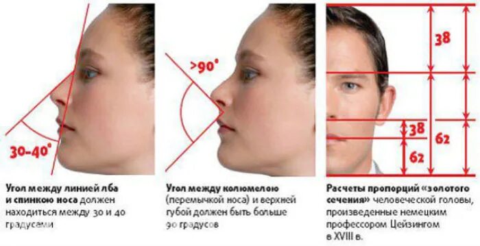 Какой размер носа. Пропорции лица. Идеальный нос. Идеальные пропорции носа. Идеальные пропорции лица в профиль.