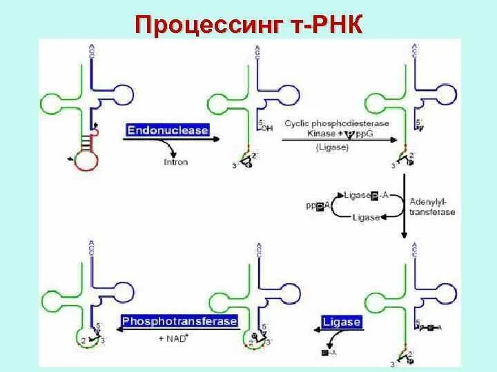 Схема процессинга РНК. Процессинг ТРНК. Процессинг предшественника транспортной РНК. Процессинг биохимия.